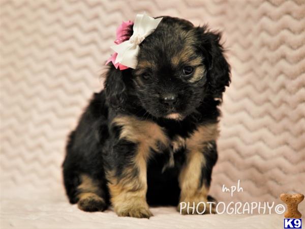 breeders Picture 3